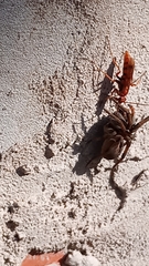 Tachypompilus mendozae