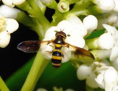 Orphnabaccha jactator