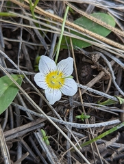 Hesperochiron pumilus