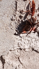 Tachypompilus mendozae