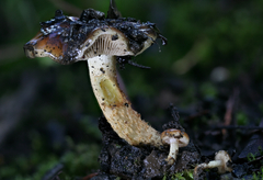 Pholiota brunnescens