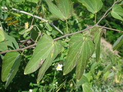 Bauhinia pentandra