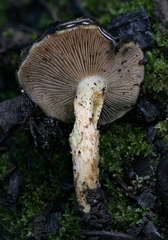 Pholiota brunnescens