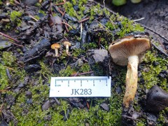 Pholiota brunnescens