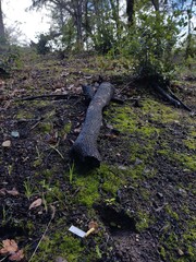 Pholiota brunnescens