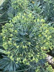 Euphorbia dendroides