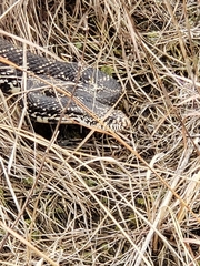 Pituophis catenifer sayi