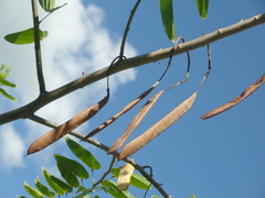 Bauhinia pentandra