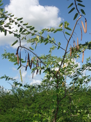 Bauhinia pentandra