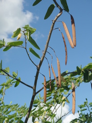 Bauhinia pentandra
