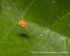 Theridion zonulatum