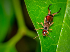 Forficula auricularia