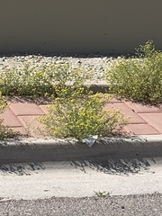 Oncosiphon pilulifer