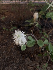Fothergilla gardenii