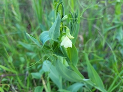 Lathyrus ochrus