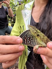 Anolis dracula