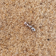 Cataglyphis bombycina