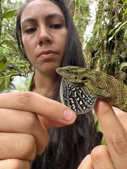 Anolis dracula