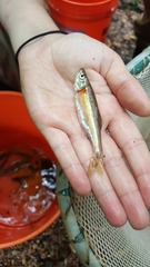 Clinostomus funduloides