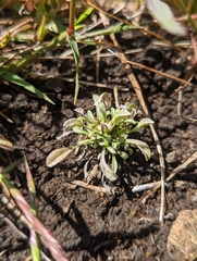Hesperevax sparsiflora