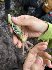 Anolis dracula