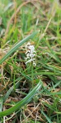 Zoysia pacifica