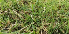 Zoysia pacifica