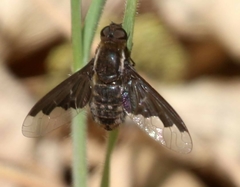 Hemipenthes morioides