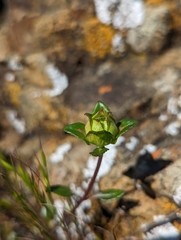 Monardella purpurea