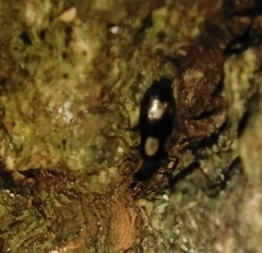 Dromius quadrimaculatus
