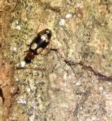Dromius quadrimaculatus