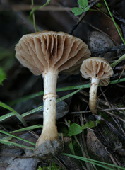 Meottomyces