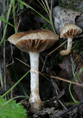 Meottomyces