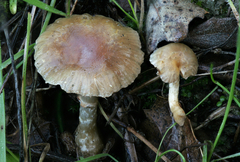 Meottomyces