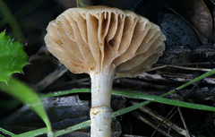 Meottomyces