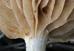 Meottomyces