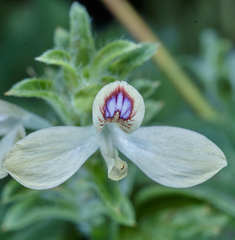 Tetramerium nervosum