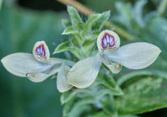 Tetramerium nervosum