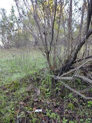 Meottomyces