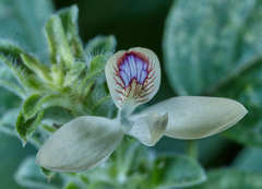 Tetramerium nervosum