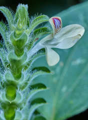 Tetramerium nervosum