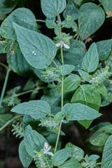 Tetramerium nervosum