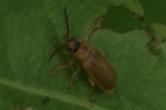 Galerucella calmariensis