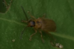 Galerucella calmariensis