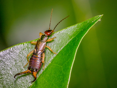 Forficula auricularia