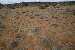 Stipagrostis ciliata capensis