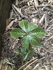 Parthenocissus quinquefolia