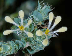 Loeselia ciliata