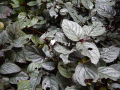 Hemigraphis alternata