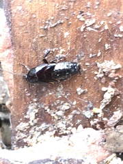 Parcoblatta americana